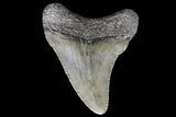 Juvenile Megalodon Tooth - South Carolina #74250-1